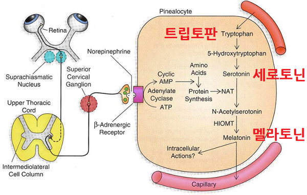 멜라토닌은 필수 아미노산인 트립토판에서 여러 단계를 거쳐 만들어지는데 트립토판-세로토닌-멜라토닌 순서로 생성이 된다. (사진출처=양군약사 블러그)